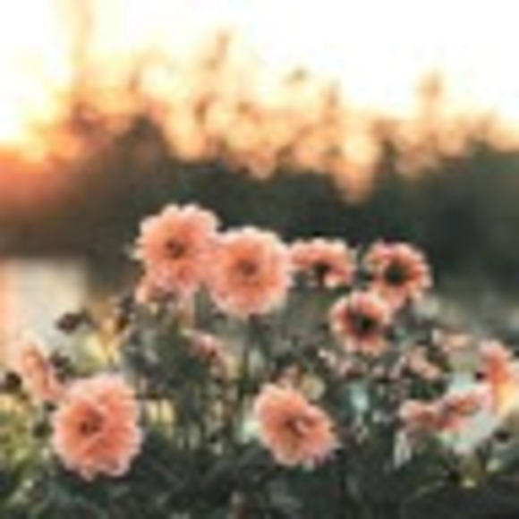 Alexa - Picture 1 of 1